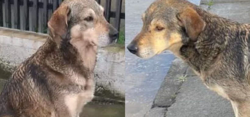 perrito