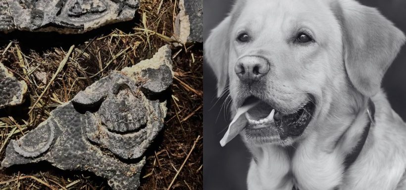 Revelan brutal muerte de perrito en Puerto Montt