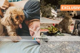 ¿Habrá cementerios para mascotas en Chile? Ley sigue estancada en el Congreso