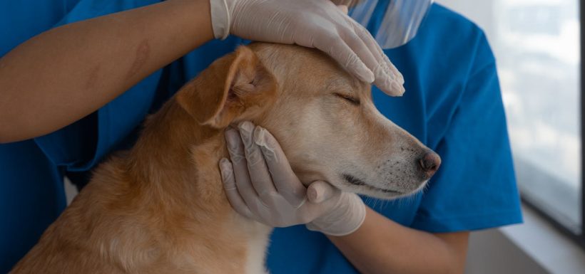 seguros para mascotas