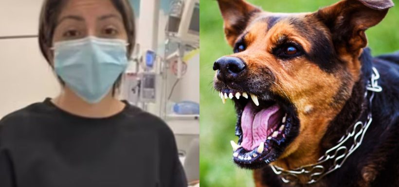 ¡Su madre dejó terrible relato! Niña de 10 años lucha por su vida tras brutal ataque de perros en Calera de Tango