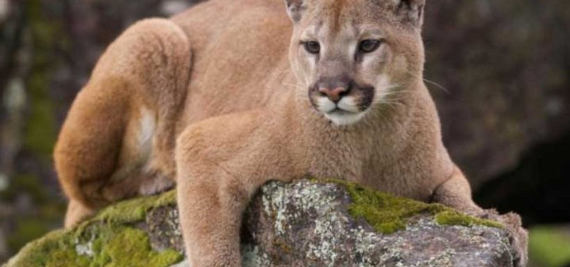 Graban brutal maltrato animal contra pumas en Cochamó