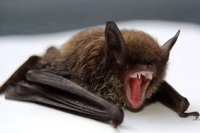 Activaron protocolo de emergencia: Alerta en Frutillar tras hallazgo de murciélago con rabia en plena vía pública