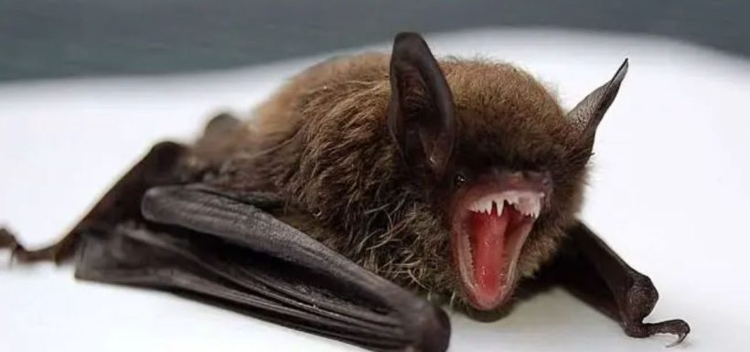 Activaron protocolo de emergencia: Alerta en Frutillar tras hallazgo de murciélago con rabia en plena vía pública