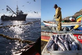 Pescadores en pie de guerra: Retiro de la Ley de Pesca desata furia en el gremio artesanal