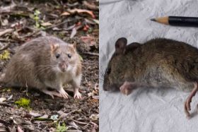 Alerta en Valparaíso: Muerte de menor por Hantavirus genera preocupación y activa operativo sanitario