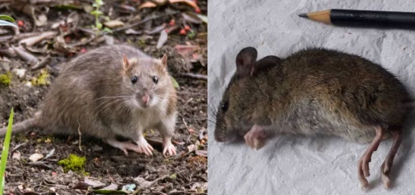 Alerta en Valparaíso: Muerte de menor por Hantavirus genera preocupación y activa operativo sanitario