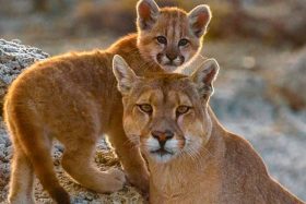 FOTOS | Alarma por la fauna silvestre: Reportan trágica muerte de cría de Puma en plena Ruta 5 Sur