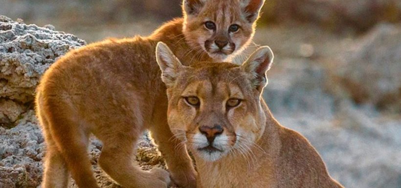 FOTOS | Alarma por la fauna silvestre: Reportan trágica muerte de cría de Puma en plena Ruta 5 Sur