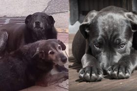 Estalla polémica tras retiro de nuevo reglamento de la Ley Cholito ¿Qué argumentó el Gobierno de Kast?