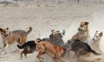 Iba caminando y terminó en una acequia: El dramático ataque de jauría de perros que dejó a un niño en riesgo vital