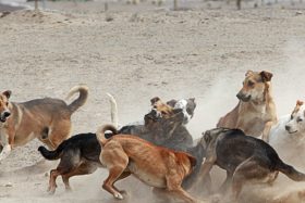 Iba caminando y terminó en una acequia: El dramático ataque de jauría de perros que dejó a un niño en riesgo vital