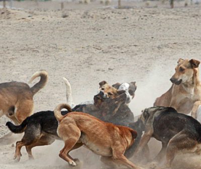 Iba caminando y terminó en una acequia: El dramático ataque de jauría de perros que dejó a un niño en riesgo vital