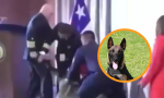 Perro muerde vicealmirante