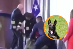 Perro muerde vicealmirante