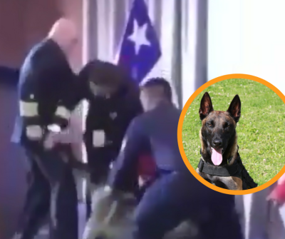Perro muerde vicealmirante