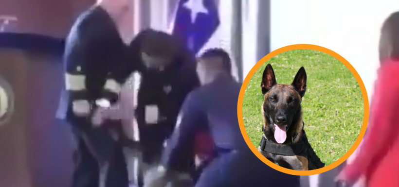Perro muerde vicealmirante