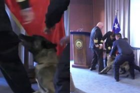El detalle que desató todo: Explican por qué perro antidrogas fue directo al vicealmirante en plena ceremonia