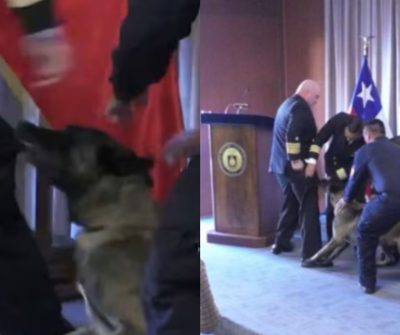 El detalle que desató todo: Explican por qué perro antidrogas fue directo al vicealmirante en plena ceremonia