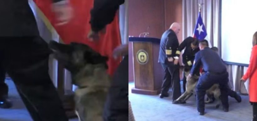 El detalle que desató todo: Explican por qué perro antidrogas fue directo al vicealmirante en plena ceremonia
