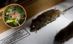 Hantavirus golpea con fuerza a Chile: Muertes ya superan en más del doble a todo 2025