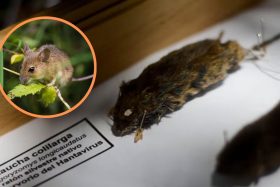 Hantavirus golpea con fuerza a Chile: Muertes ya superan en más del doble a todo 2025