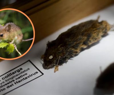 Hantavirus golpea con fuerza a Chile: Muertes ya superan en más del doble a todo 2025