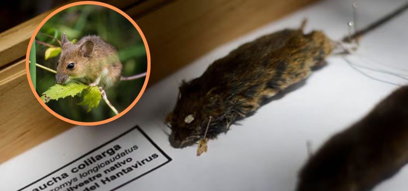 Hantavirus golpea con fuerza a Chile: Muertes ya superan en más del doble a todo 2025