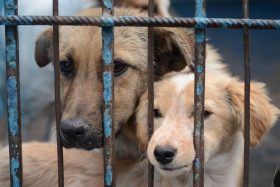 Brutal maltrato animal en La Florida: Estudiante que golpeó y apuñaló a perrito fue expulsado tras viralizarse violento vídeo