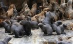 FOTO | ¿Qué está pasando con los lobos marinos? Más de 200 han aparecido varados en las costas de Coquimbo