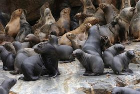 FOTO | ¿Qué está pasando con los lobos marinos? Más de 200 han aparecido varados en las costas de Coquimbo