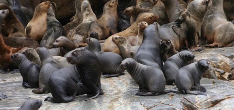 FOTO | ¿Qué está pasando con los lobos marinos? Más de 200 han aparecido varados en las costas de Coquimbo