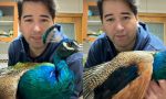 Javier Olivares queda en el ojo del huracán por insólito video con un pavo real: “Qué crueldad más grande”