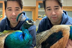 Javier Olivares queda en el ojo del huracán por insólito video con un pavo real: “Qué crueldad más grande”