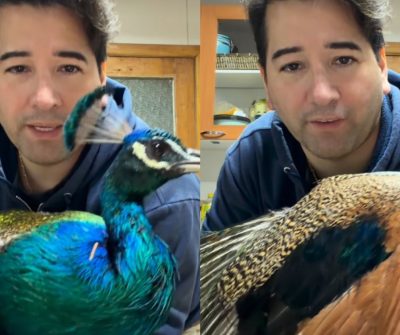 Javier Olivares queda en el ojo del huracán por insólito video con un pavo real: “Qué crueldad más grande”