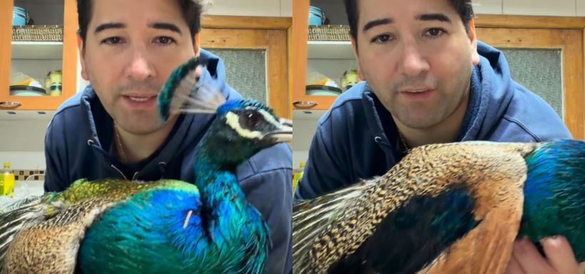 Javier Olivares queda en el ojo del huracán por insólito video con un pavo real: “Qué crueldad más grande”