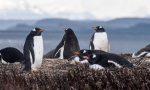 FOTO | ¿Qué pasó con ellos? Hallan 57 pingüinos sin vida en la costa y surge una preocupante hipótesis