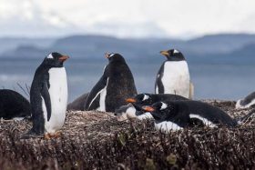 FOTO | ¿Qué pasó con ellos? Hallan 57 pingüinos sin vida en la costa y surge una preocupante hipótesis