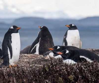 FOTO | ¿Qué pasó con ellos? Hallan 57 pingüinos sin vida en la costa y surge una preocupante hipótesis