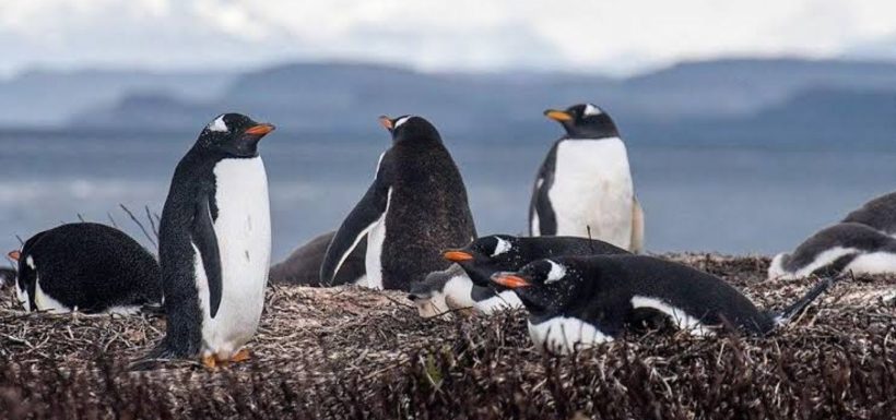FOTO | ¿Qué pasó con ellos? Hallan 57 pingüinos sin vida en la costa y surge una preocupante hipótesis