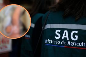 El desubicado regalo sexual de “amigo secreto” que terminó con un trabajador del SAG despedido: Justicia respaldó su despido