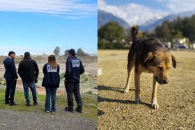 “Estaba en estado de putrefacción”: Perro apareció con algo inquietante en el hocico y desató intenso operativo en La Florida