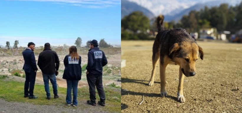 “Estaba en estado de putrefacción”: Perro apareció con algo inquietante en el hocico y desató intenso operativo en La Florida